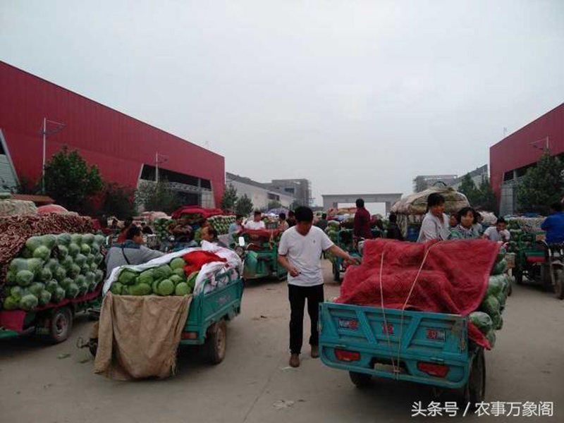 蔬菜水果批发行业的最新动态与趋势